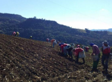 Trabalhadores escravizados são resgatados em plantação de cebola em Ituporanga