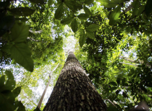 2023: Brasil respira novos ares para o meio ambiente, mas desafios ainda são grandes